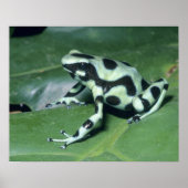 Gift-Dart-Frog (Dendrobates auratus) Cahuita Poster (Vorne)