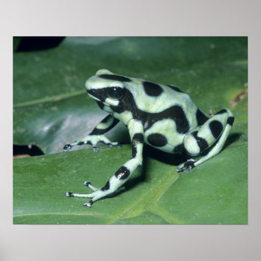 Gift-Dart-Frog (Dendrobates auratus) Cahuita Poster (Vorne)