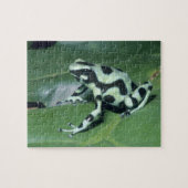 Gift-Dart-Frog (Dendrobates auratus) Cahuita Puzzle (Horizontal)