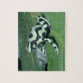 Gift-Dart-Frog (Dendrobates auratus) Cahuita Puzzle (Vertikal)