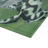 Gift-Dart-Frog (Dendrobates auratus) Cahuita Schneidebrett (Ecke)