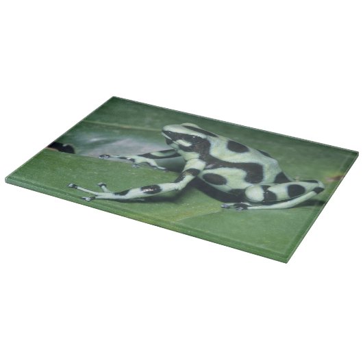 Gift-Dart-Frog (Dendrobates auratus) Cahuita Schneidebrett (Ecke)