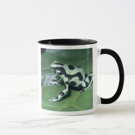 Gift-Dart-Frog (Dendrobates auratus) Cahuita Tasse (Rechts)