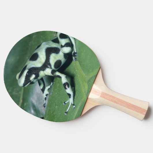 Gift-Dart-Frog (Dendrobates auratus) Cahuita Tischtennis Schläger (Seitenansicht)