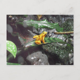 Gift-Dart-Frosch-Foto Postkarte