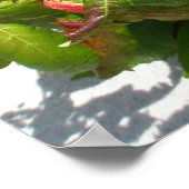 Gift Ivy Poster (Ecke)