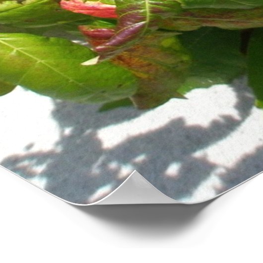 Gift Ivy Poster (Ecke)