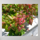 Gift Ivy Poster (Vorne)