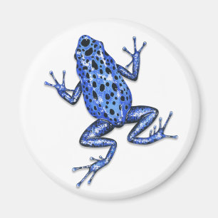 Gift-Pfeil-Frosch-Magnet Magnet