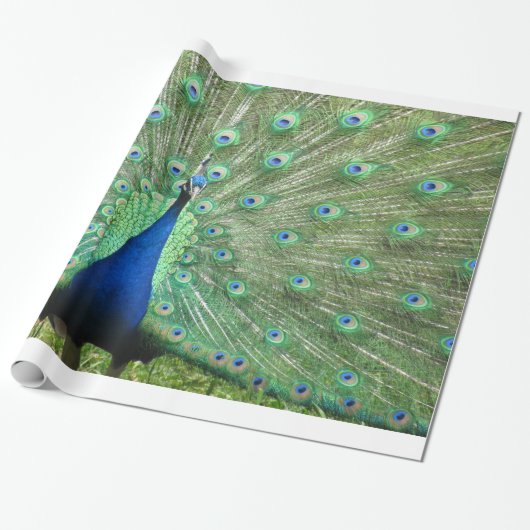 Gift Wrap - Peacock Geschenkpapier (Ungerollt)