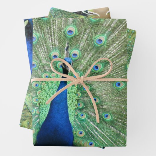 Gift Wrap - Pfauenbilder Geschenkpapier Set (Beispiel)