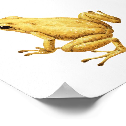 Giftdarmfrosch Poster (Ecke)