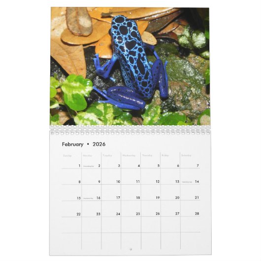 Giftdartfrosch-Kalender 2025 Kalender (Feb 2026)