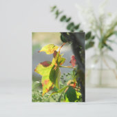 Giftefeu Postkarte (Stehend Vorderseite)
