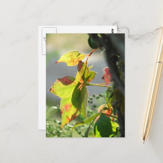 Giftefeu Postkarte (Vorderseite/Rückseite Beispiel)