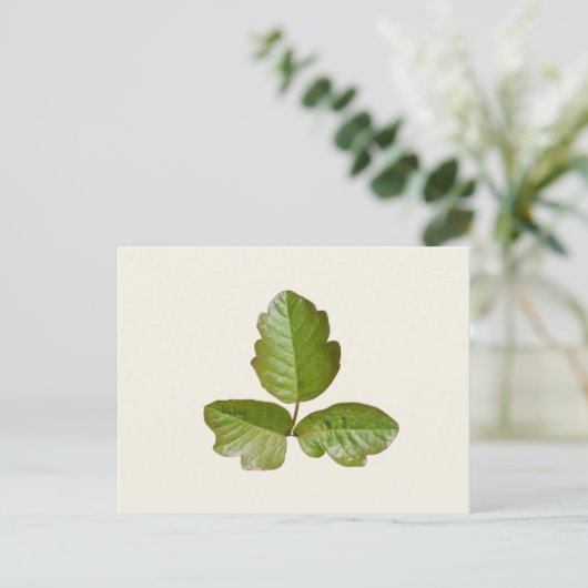 Gifteiche Blätter - Identifizieren Sie juckende Pf Postkarte (Stehend Vorderseite)