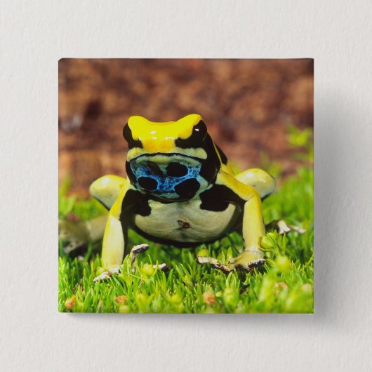 Giftfrosch, Dendrobate, Tinktorius, Button (Vorderseite)