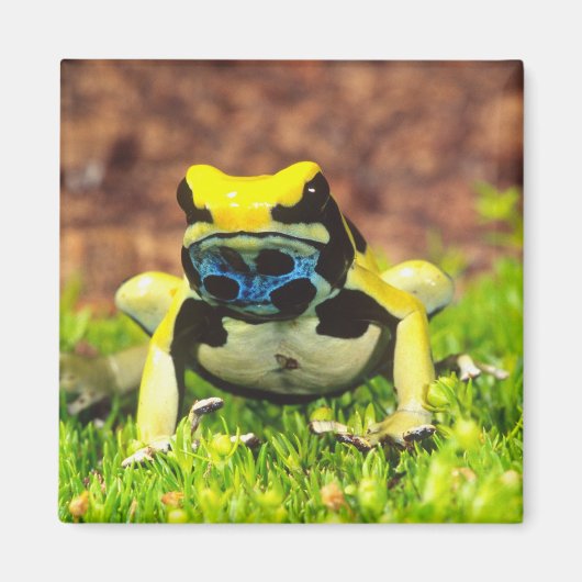 Giftfrosch, Dendrobate, Tinktorius, Magnet (Vorne)