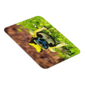 Giftfrosch, Dendrobate, Tinktorius, Magnet (Rechte Seite)