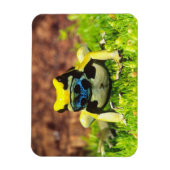 Giftfrosch, Dendrobate, Tinktorius, Magnet (Vertikal)