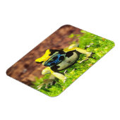 Giftfrosch, Dendrobate, Tinktorius, Magnet (Linke Seite)