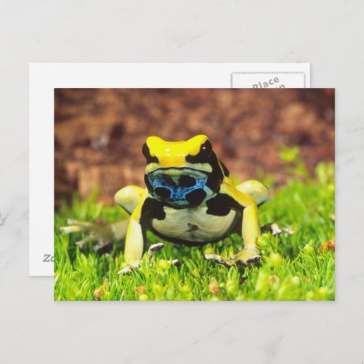Giftfrosch, Dendrobate, Tinktorius, Postkarte (Vorne/Hinten)