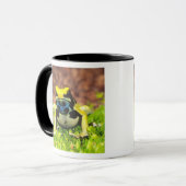 Giftfrosch, Dendrobate, Tinktorius, Tasse (Vorderseite Links)