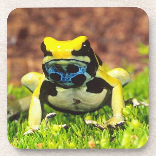Giftfrosch, Dendrobate, Tinktorius, Untersetzer (Vorderseite)