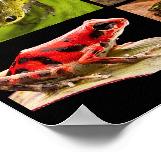 Giftfrösche der Gattung Ranitomeya Poster (Ecke)