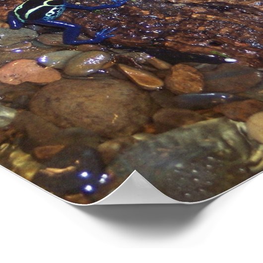 Giftfröschen-Poster Poster (Ecke)