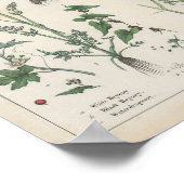 Giftige Pflanze | Charlotte Mary Yonge Poster (Ecke)