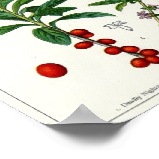 Giftige Pflanze Poster (Ecke)