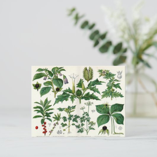 Giftige Pflanze Postkarte (Stehend Vorderseite)