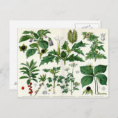 Giftige Pflanze Postkarte (Vorne/Hinten)