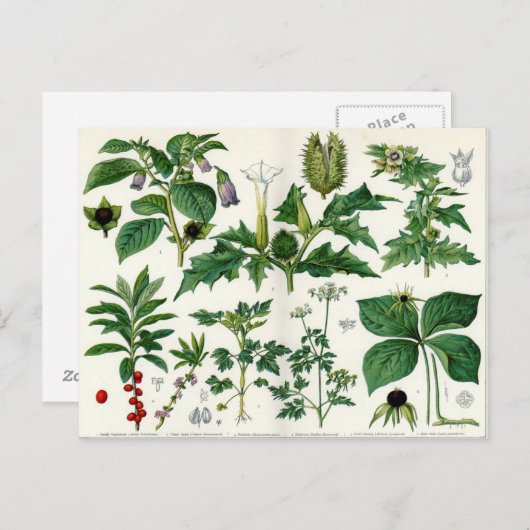 Giftige Pflanze Postkarte (Vorne/Hinten)