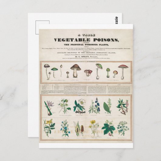 Giftige Pflanze Vintag Botanische Postkarte (Vorne/Hinten)