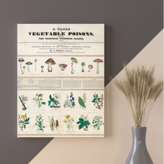 Giftige Pilze Vintag Retro 1840-1850 Poster