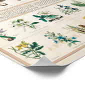 Giftige Pilze Vintag Retro 1840-1850 Poster (Ecke)