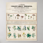 Giftige Pilze Vintag Retro 1840-1850 Poster (Vorne)