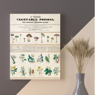 Giftige Pilze Vintage Retro 1840-1850 Poster
