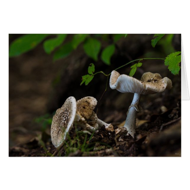 Giftige Schönheit (Vorderseite (Horizontal))