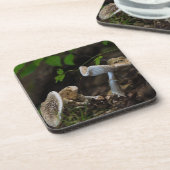 Giftige Schönheit Getränkeuntersetzer (Linke Seite)