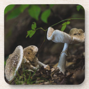 Giftige Schönheit Getränkeuntersetzer