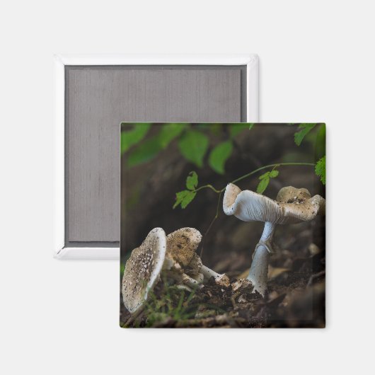 Giftige Schönheit Magnet (Vorderseite/Rückseite)