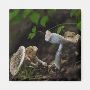 Giftige Schönheit Magnet