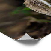 Giftige Schönheit Poster (Ecke)