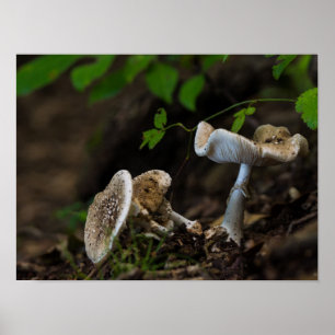 Giftige Schönheit Poster