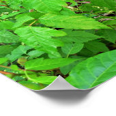 Giftivre mit Blume Poster (Ecke)