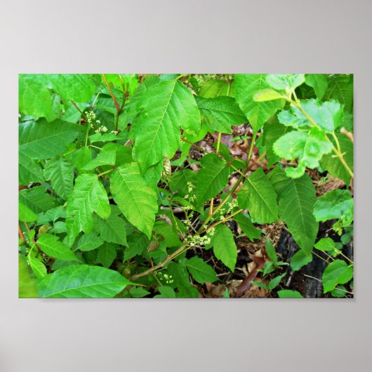 Giftivre mit Blume Poster (Vorne)