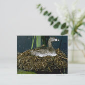 Giftkraut auf Nest Postkarte (Stehend Vorderseite)